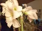 Amaryllis: richtige Pflege für eine erneute Blüte