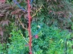 DIY Gartendeko: Äste mit Acryl bemalen