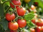Tomaten verwerten und haltbar machen – Tipps und Ideen