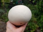 Riesenbovist erkennen & zubereiten: 3 einfache Rezepte