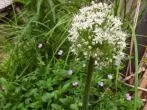 Lauchzwiebeln einpflanzen für schöne Blüten