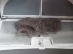 Tierhaare auf Klamotten