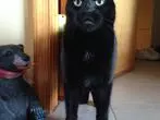 Soda ist stark - auch fürs Katzenklo