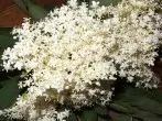 Holunderblüten von Insekten befreien