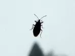 Haarspray zur Insektenvernichtung verwenden