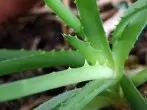 Aloe Vera Pflanze - die günstige Hausapotheke