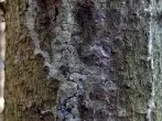 Baumharz mit Nagellackentferner entfernen