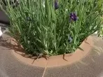 Blumenerde vor Kindern und Katzen sicher mit Strumpfhose
