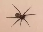 Spinne entfernen mit Staubwedel