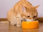 Katzen erbrechen oft?