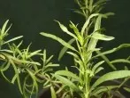 Estragon-Essig selbst gemacht