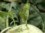 Blätter von Kohlrabi verwenden