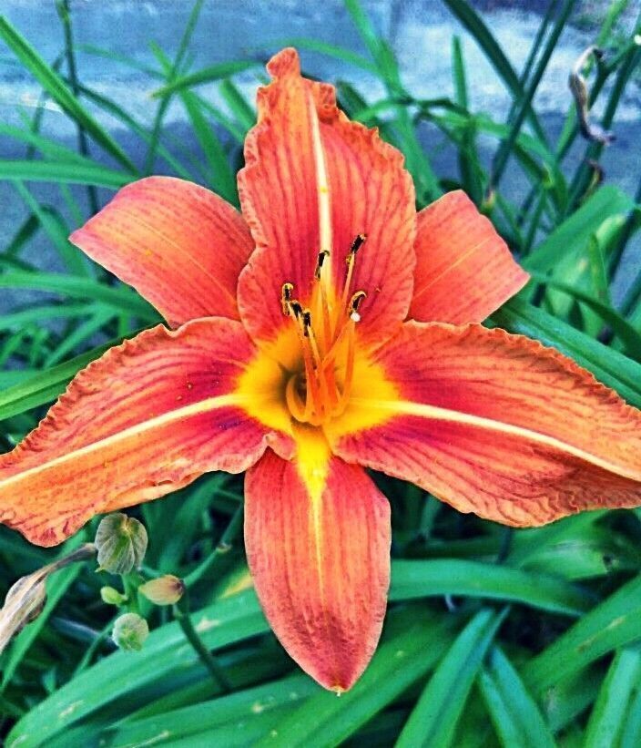 Gartenmobel Kettler Elba : Lilien ohne Blütenstaub verschenken ohne Schaden anzurichten Gartenmobel Kettler Elba : Lilien ohne Blütenstaub verschenken ohne Schaden anzurichten
