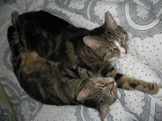 Kater Weggelaufen Kater Weggelaufen