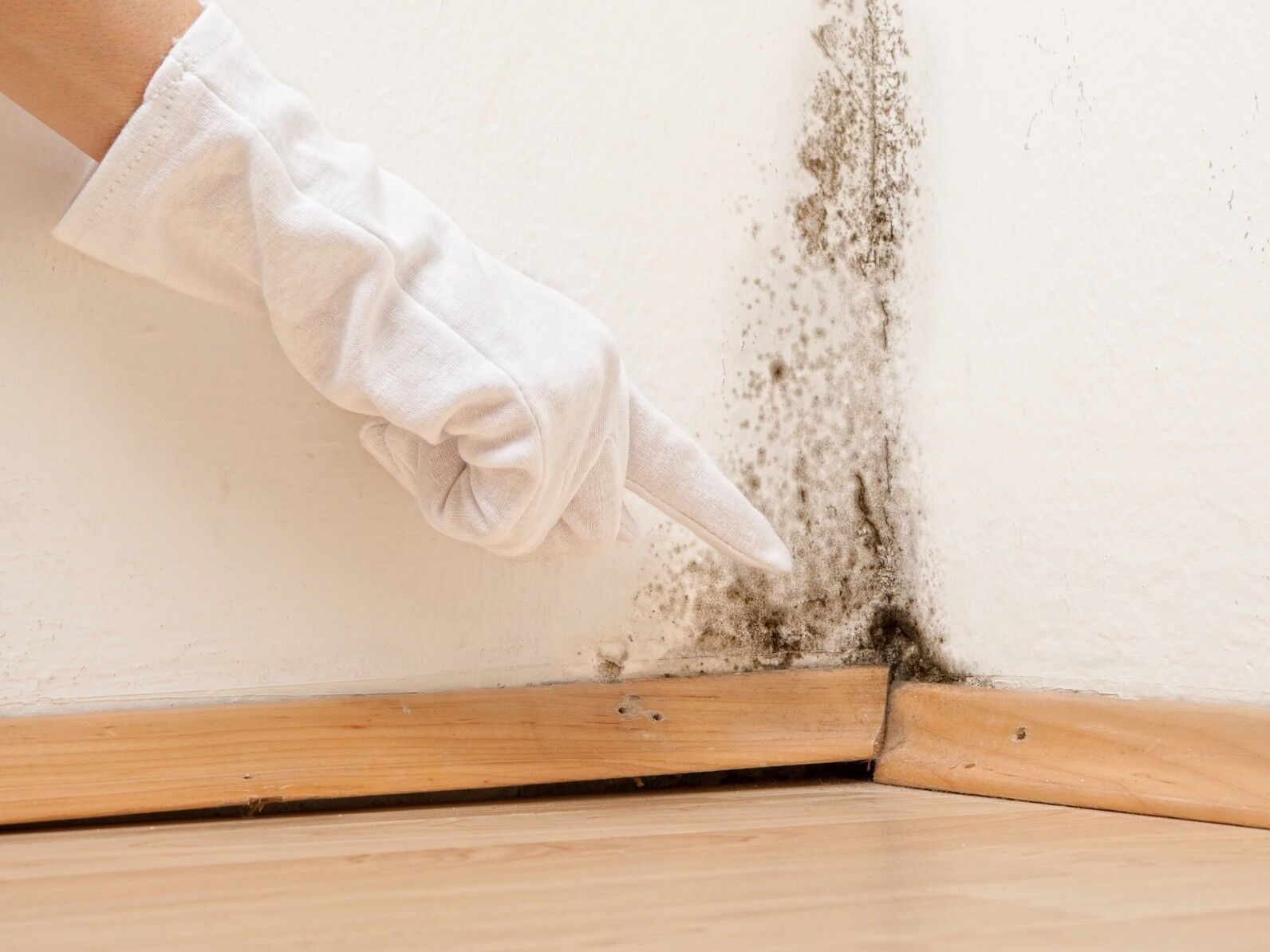 Schimmel Bekämpfen Wand schimmel bek 228 mpfen ohne sch 228 dliche chemie frag mutti Schimmel Bekämpfen Wand schimmel bek 228 mpfen ohne sch 228 dliche chemie frag mutti