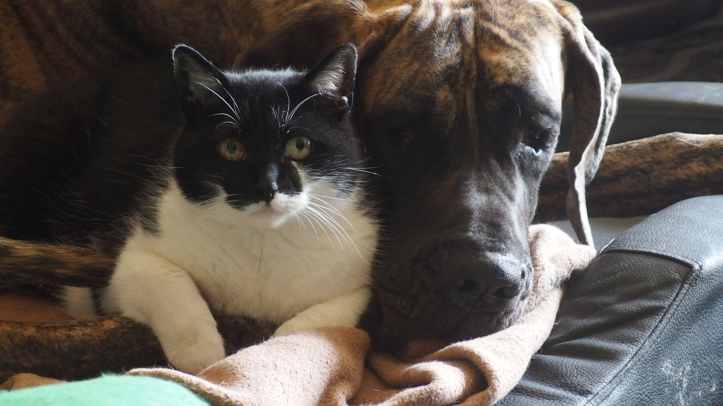 Glänzendes Fell für Hund und Katze Frag Mutti