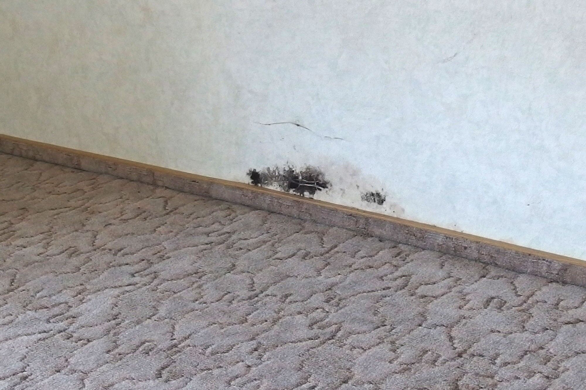 Schimmel an der Wand beseitigen | Frag Mutti
