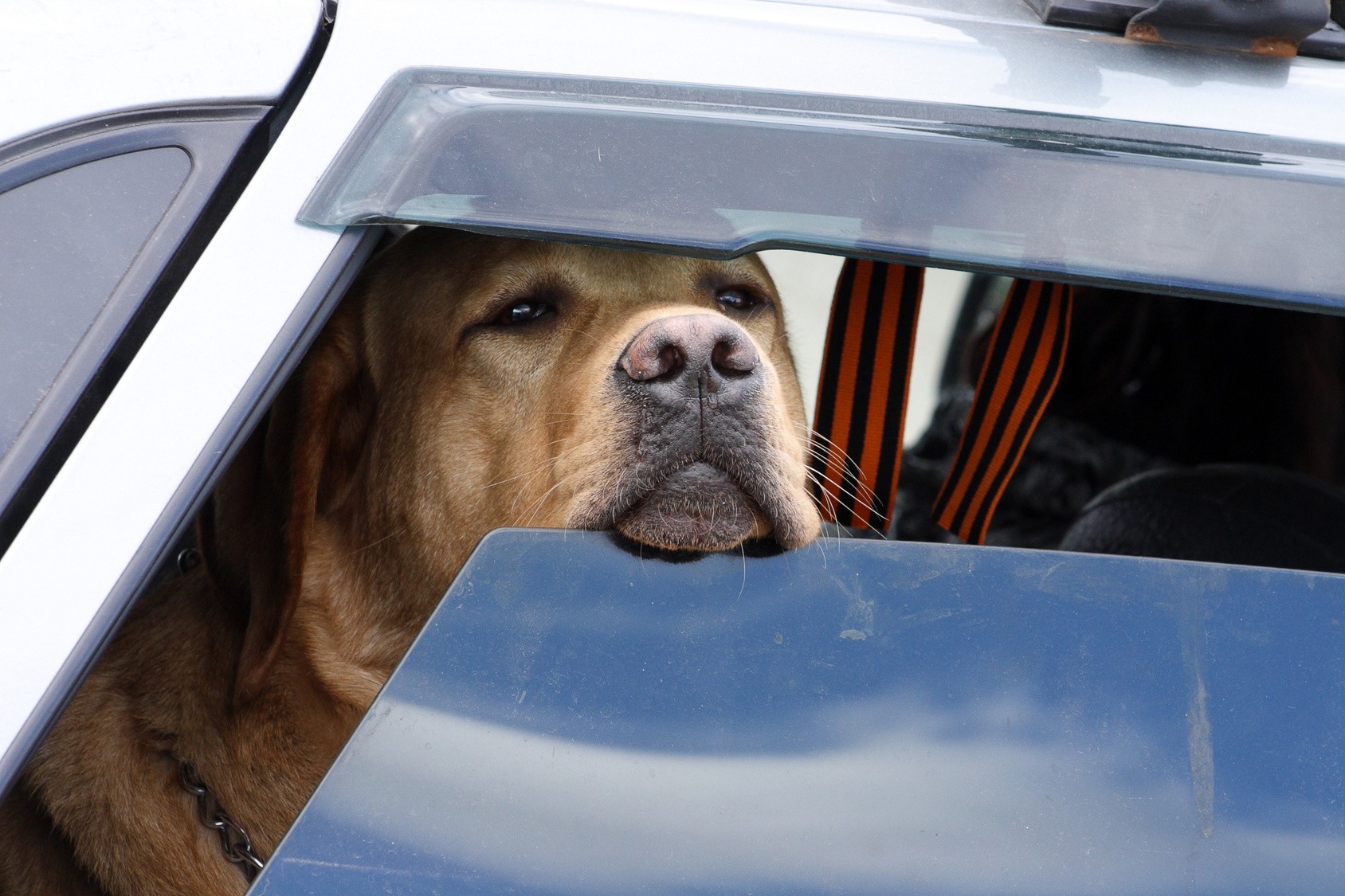 Hund Im Auto Sommer