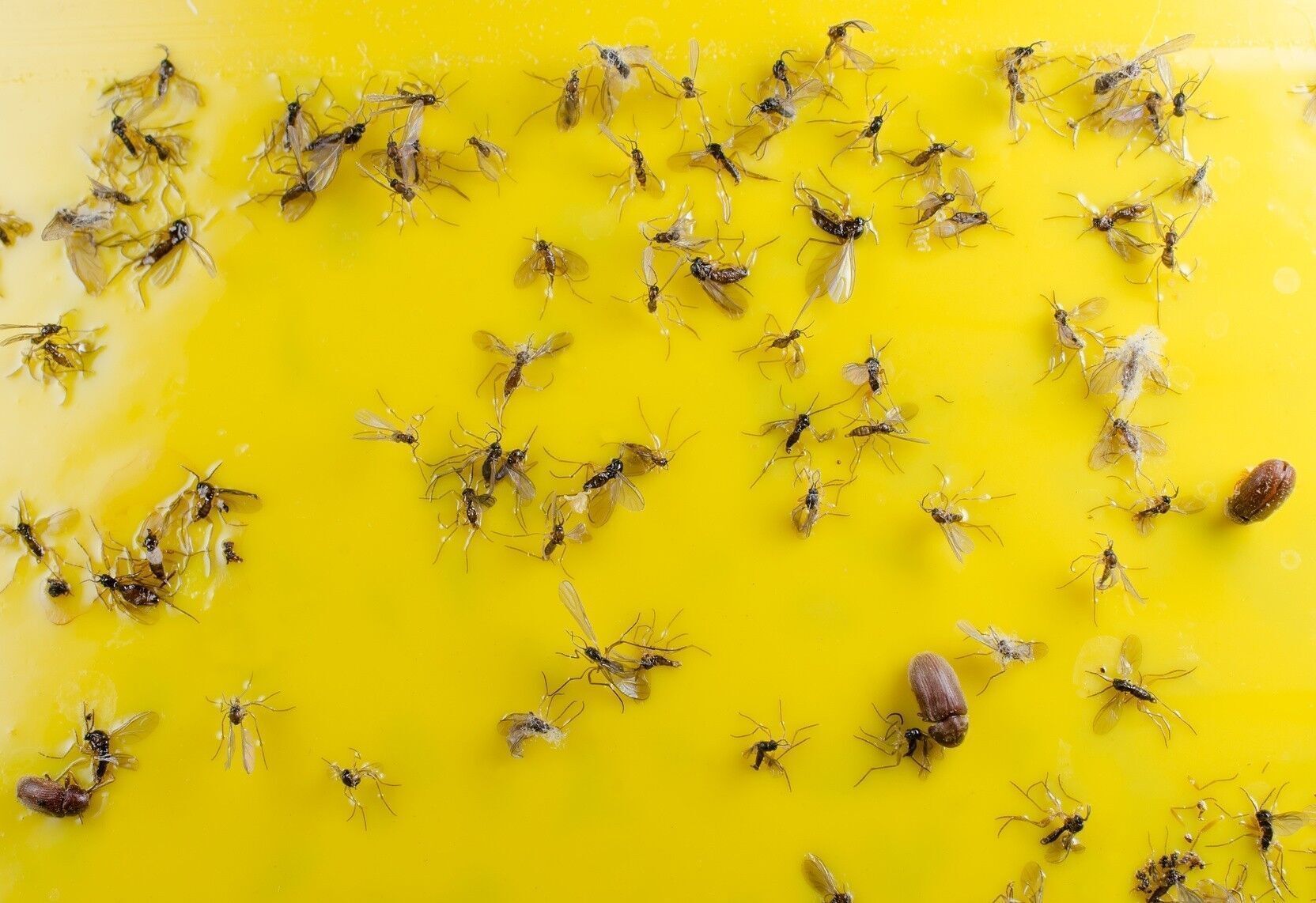 Fliegen In Der Wohnung Was Tun Fliegen In Der Wohnung Was Tun