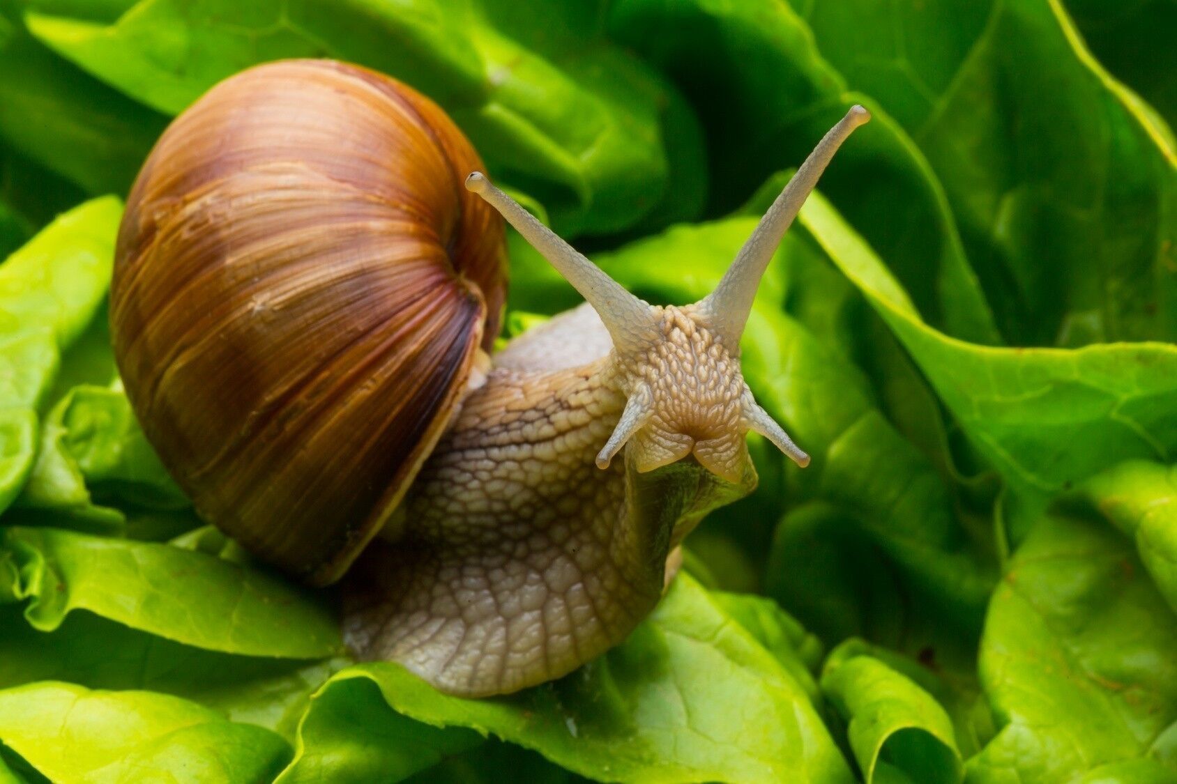 Top 20 Schnecken Im Garten Beste Wohnkultur, Bastelideen, Coloring