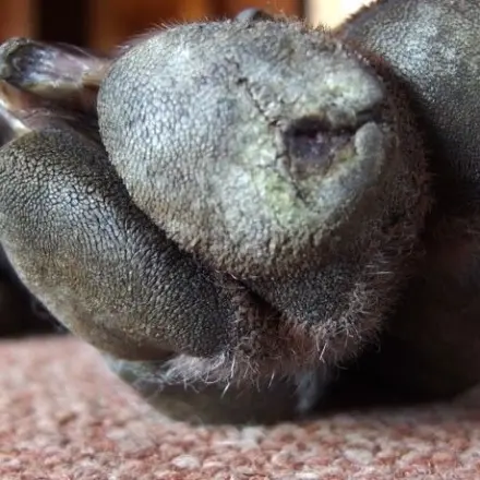 Verletzte Hundepfote