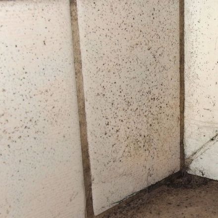 Schimmel im Bad: Domestos