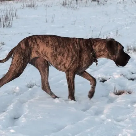 Schnelle Pfotenpflege beim Hund