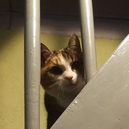 Protestpinkeln bei Katzen