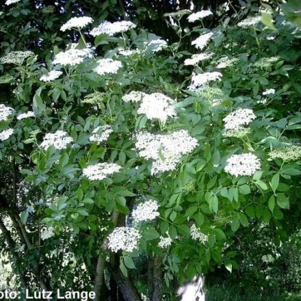Holunderblütensaft selbstgemacht