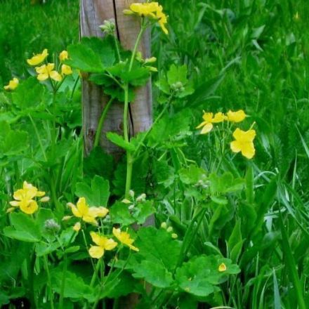 Warzen bekämpfen mit Schöllkraut (Warzenkraut)