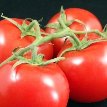 Frische Tomaten schälen