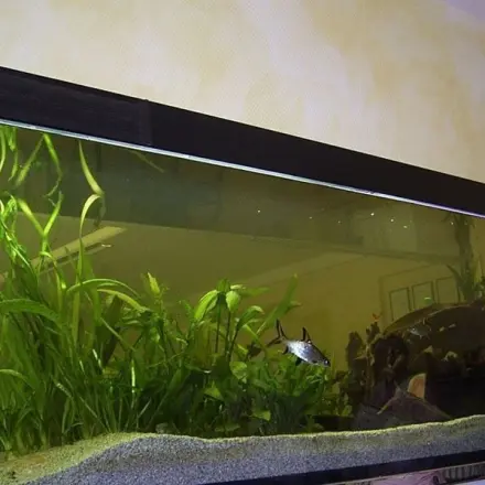 Überhitztes Aquarium vermeiden