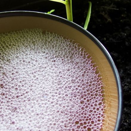 Trauermücken mit Spüliwasser in gelben Gefäßen bekämpfen