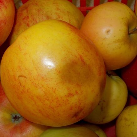 Hässliche Äpfel lecker verpackt