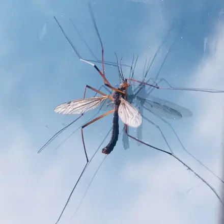 Mücken bleiben draußen