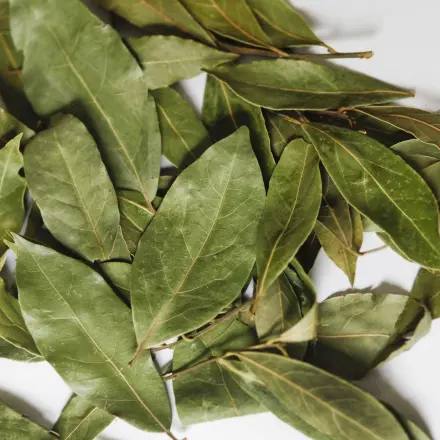 Frische Lorbeerblätter - intensiver als getrockneter Lorbeer