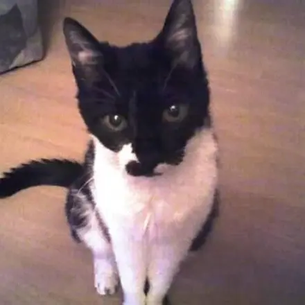 Urinprobe bei Katze nehmen