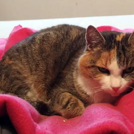 Flohvernichtung für niedrigen bis mittleren Flohbefall