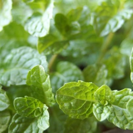 Wie zerkleinere ich Gartenkräuter? Mit einer Kaffeebohnen-Mahlmaschine