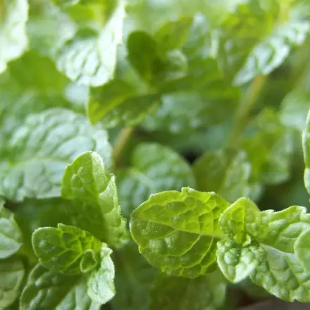 Wie zerkleinere ich Gartenkräuter? Mit einer Kaffeebohnen-Mahlmaschine