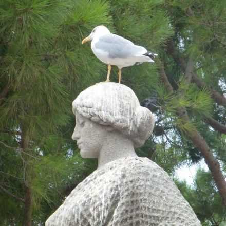 Vögel von Obstbäumen fernhalten