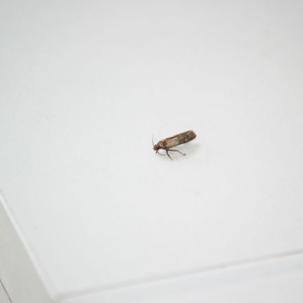 Bekämpfung von Lebensmittelmotten