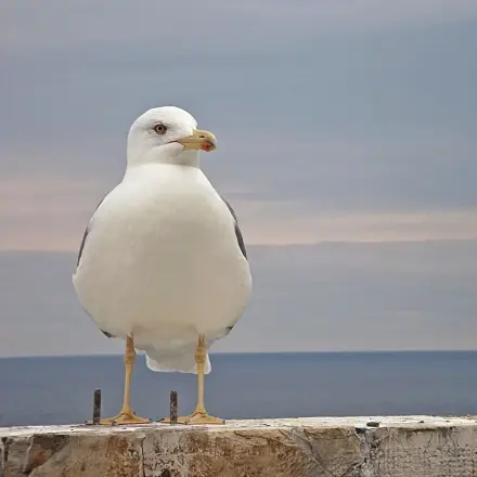 Vogel-Scheibenschutz