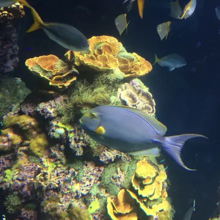 Aquarium und Pflanzen