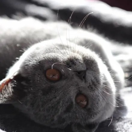 Methode zur Erkennung eines Flohbefalls bei der Katze