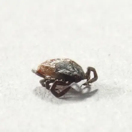 Katze bringt Zecke mit nach Hause?