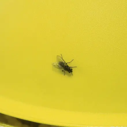 10 Fliegen fangen in 1 Minute