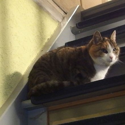 Uringeruch von Hunden und Katzen entfernen