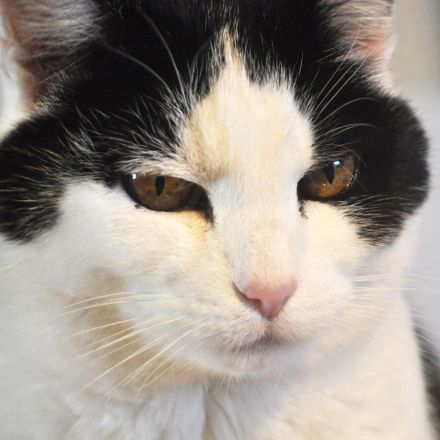 Uringeruch aus Teppich mit Natronpulver entfernen