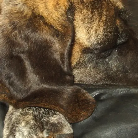 Ohrrandmilben beim Hund